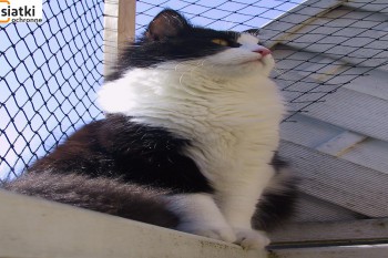 Siatki Zgierz - Siatka balkonowa – zabezpieczenie dla kota dla terenów Zgierz