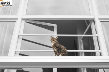 Siatki Zgierz - Zabezpieczenie dla kotów – siatka dla terenów Zgierz